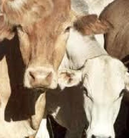 Wenham CS - cattle pic - June 2020