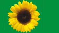 Sunflower on a dark green background