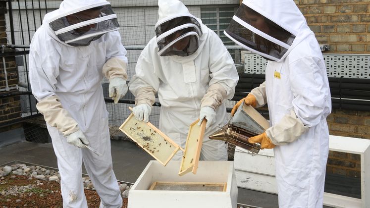 beekeeping_9969_747x420