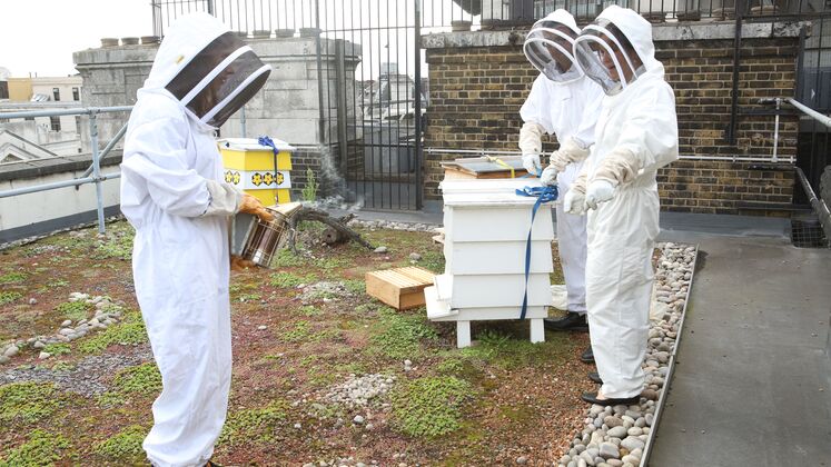 3 - Whats on - 16 9 ratio-Beekeeping_9958