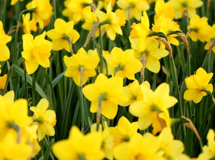 Daffodils