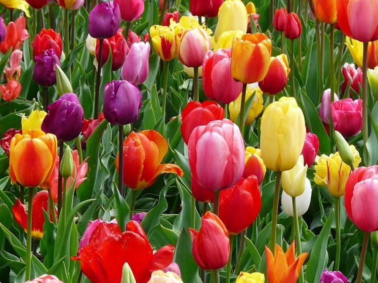 Spring break page (tulips, large promo)