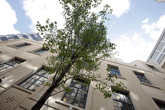 A tree and a building, viewed from below