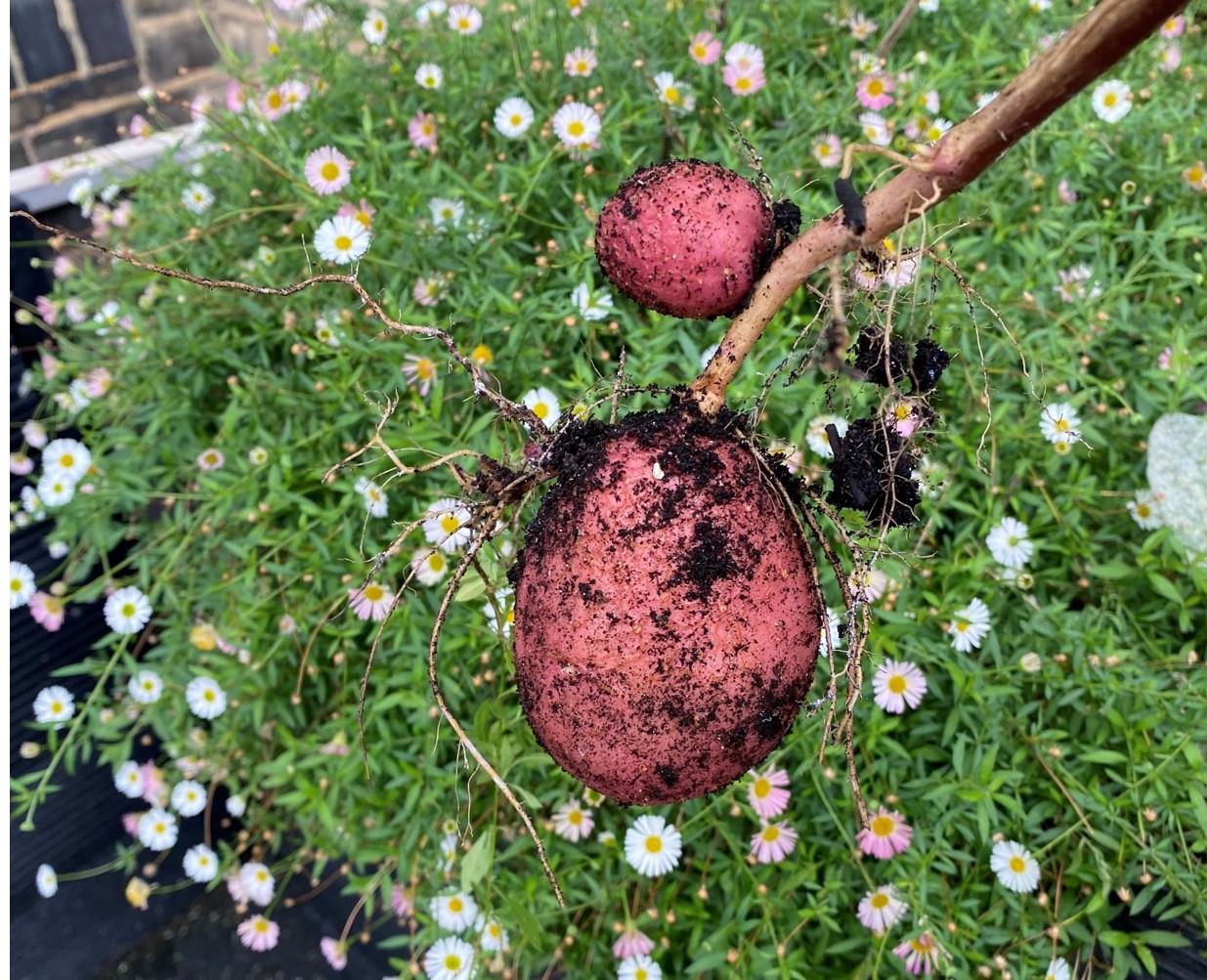 Image: A muddy potato from gardening club in-front of a flowering green plant