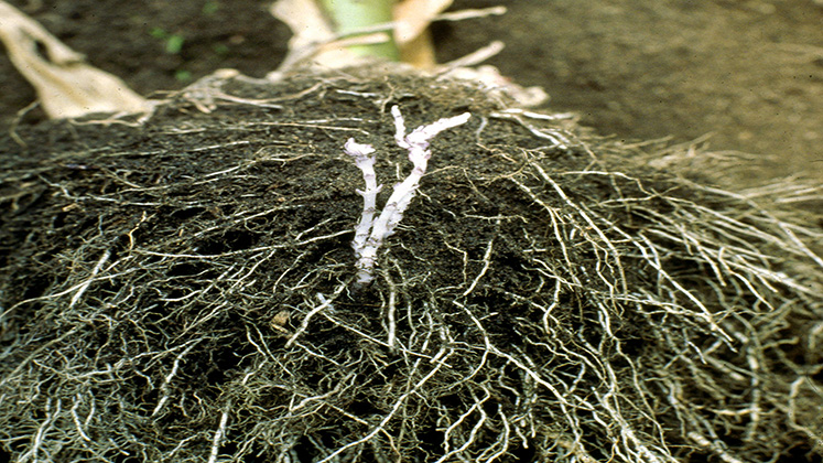 747x420roots
